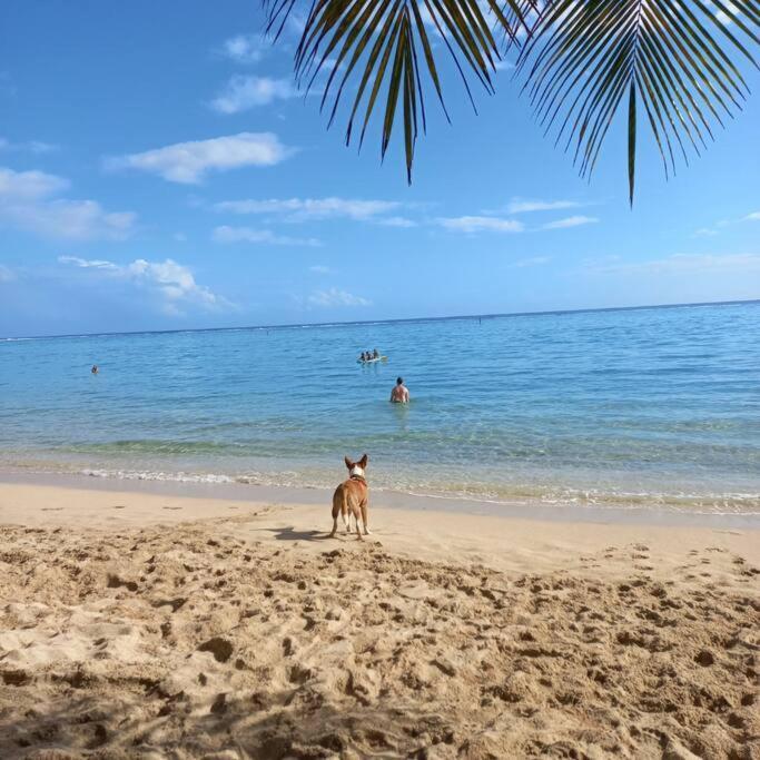 Iolana'S Beach House - Beautiful Home プナアウィア エクステリア 写真